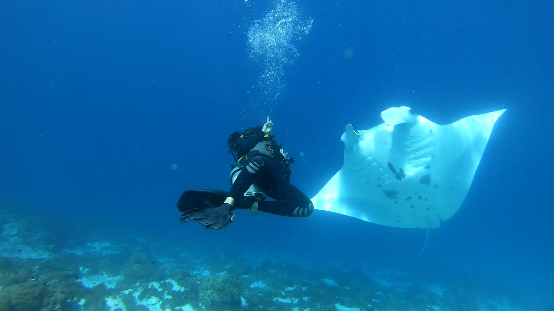 賓客與魔鬼魚同游 — 暑假科莫多Manta Point浮潛實況