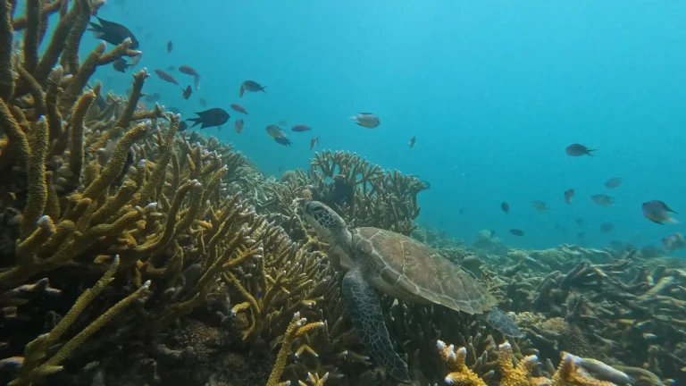 科莫多海域珊瑚礁與海龜